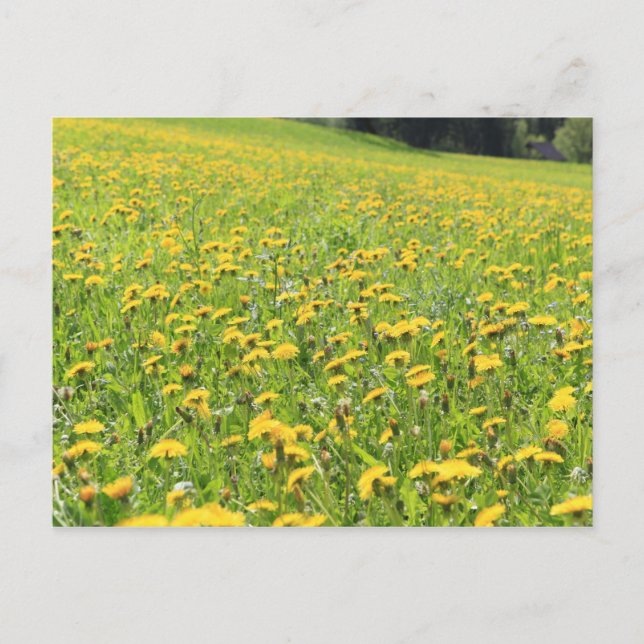 Dandelion field postcard (Front)