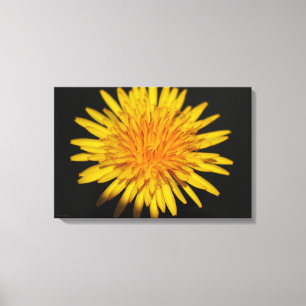 Dandelion Flower 24x16 (60x40cm) waccna Canvas Print