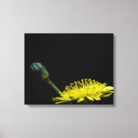 Dandelion flower