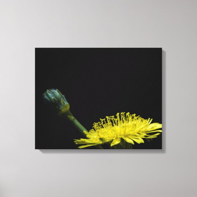 Dandelion flower canvas print (Front)
