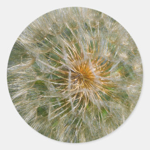 Dandelion Flower Classic Round Sticker