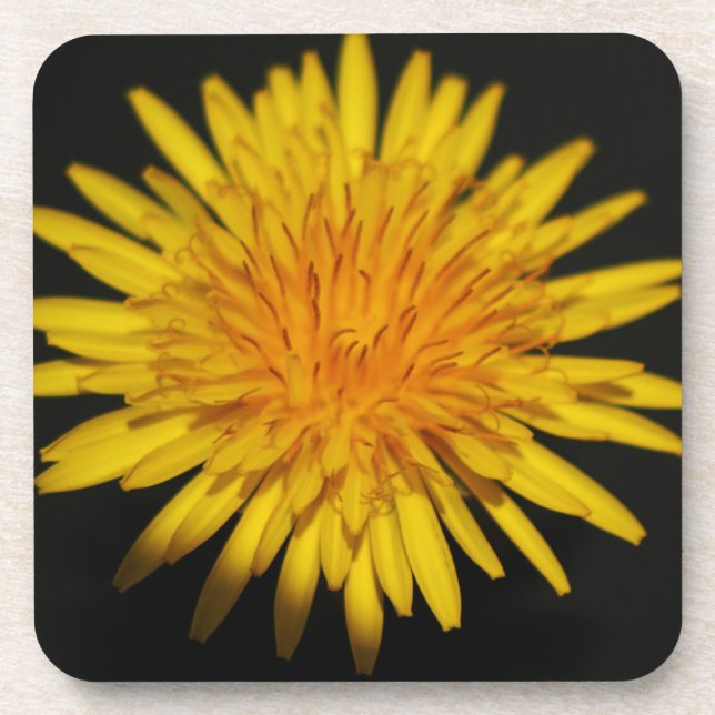 Dandelion Flower coastercna Coaster (Front)