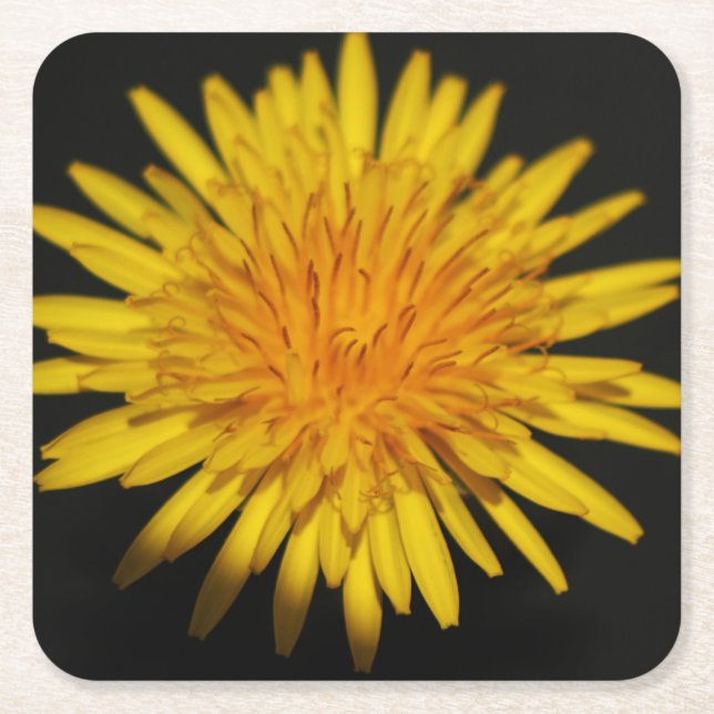 Dandelion Flower coastercnm Square Paper Coaster (Front)
