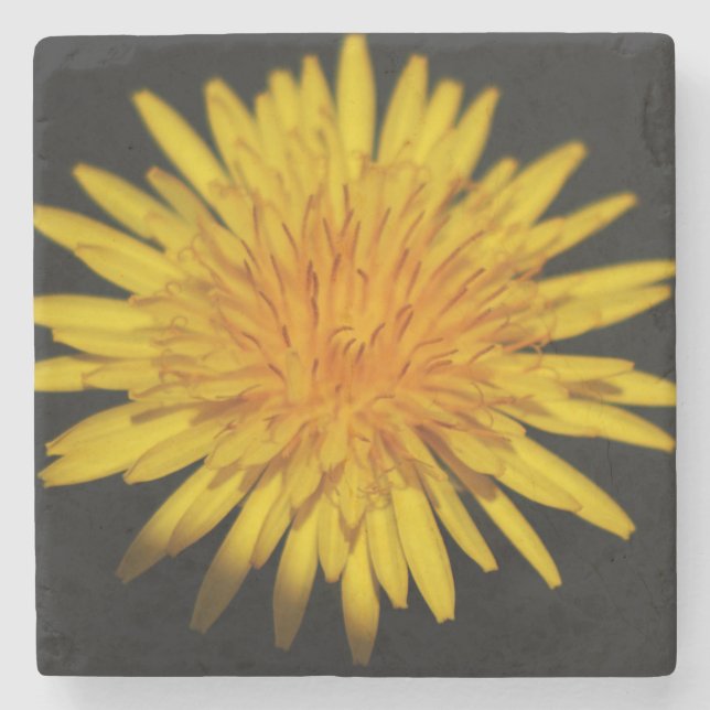 Dandelion Flower coastercnm Stone Coaster (Front)
