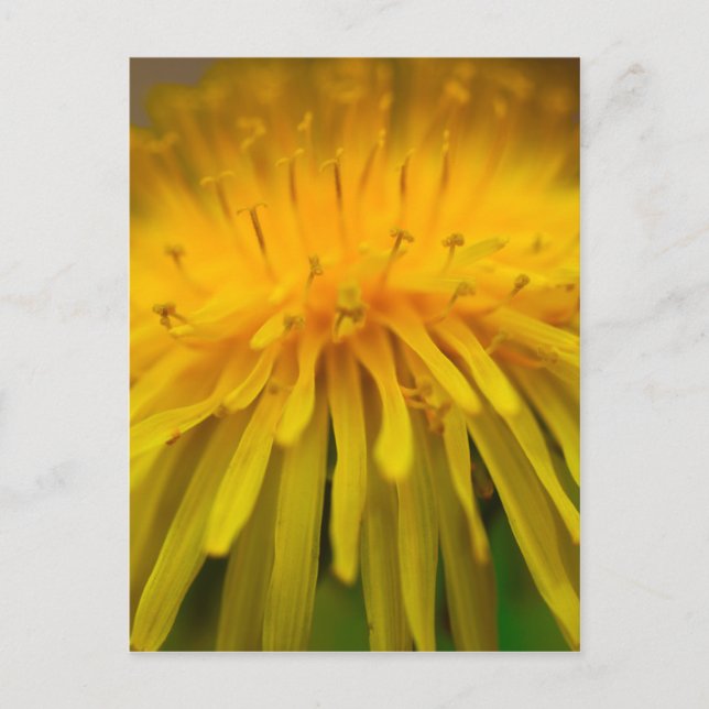 Dandelion Flower | Floral and  Macro Photography Postcard (Front)
