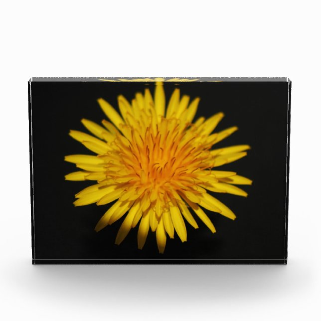 Dandelion Flower pbcnm Photo Block (Front)