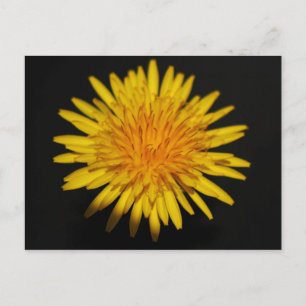Dandelion Flower pccnm Postcard
