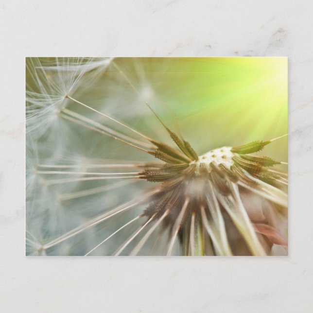 Dandelion Flower Postcard (Front)