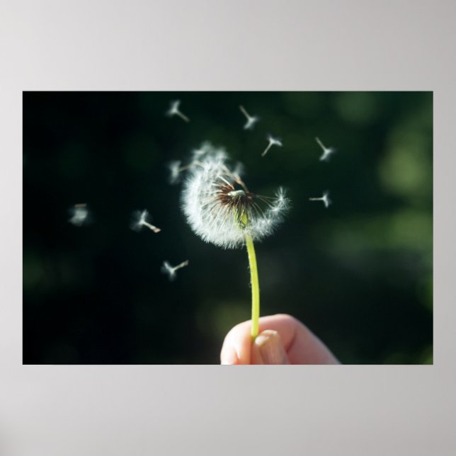 Dandelion flower poster (Front)
