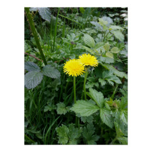 Dandelion Flower Poster