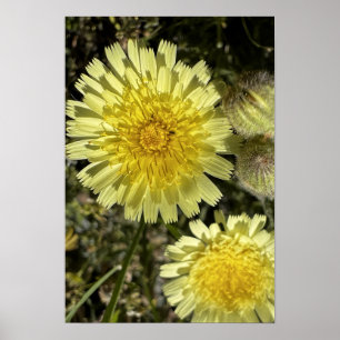 Dandelion flower poster