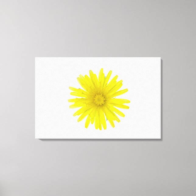 Dandelion flower (Taraxacum officinale), a composi Canvas Print (Front)