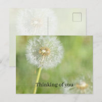 Dandelion Flower Thinking of you (my photography)