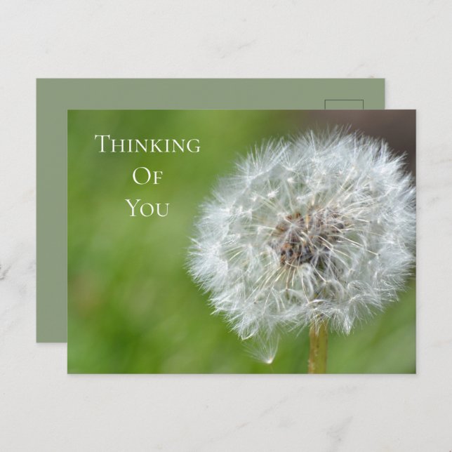 Dandelion Flower Thinking of You Postcard (Front/Back)