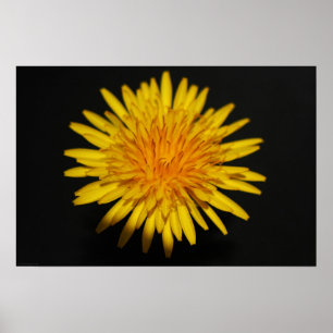 Dandelion Flower wapcn Poster