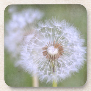 Dandelion Flowers Coaster
