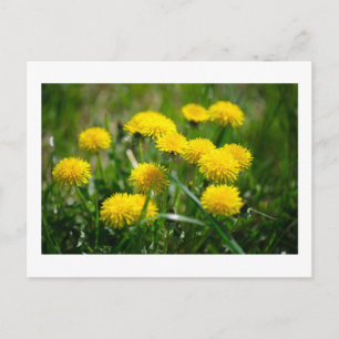Dandelion Flowers Dandelions Yellow Green Postcard