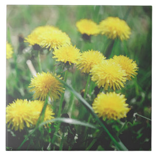 Dandelion Flowers Dandelions Yellow Green Tile