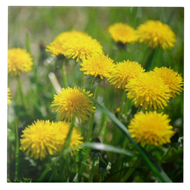 Dandelion Flowers Dandelions Yellow Green Tile (Front)