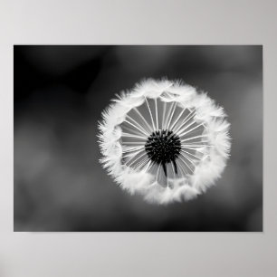 Dandelion fluff - black and white stylisation poster