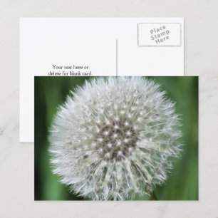 Dandelion Fluff Flower Photography Personalized Postcard