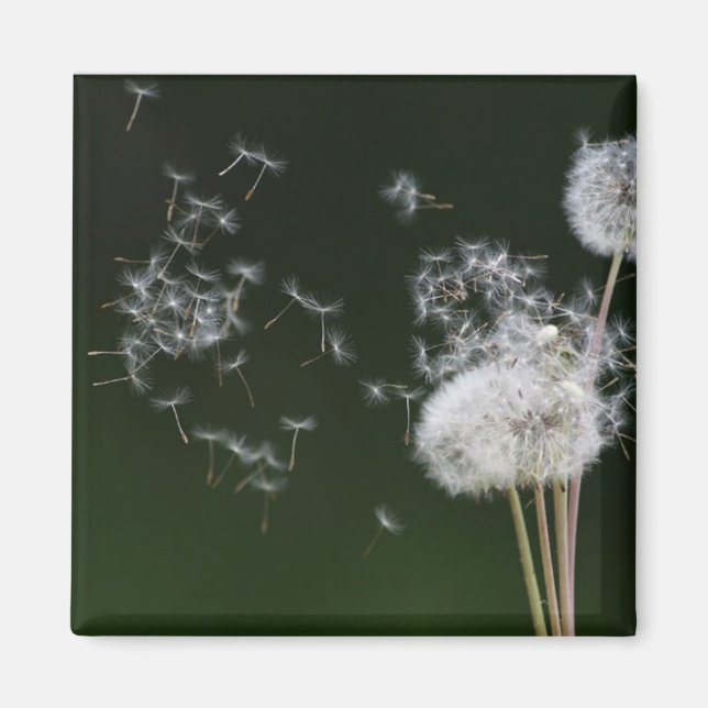 Dandelion Fluff Magnet (Front)