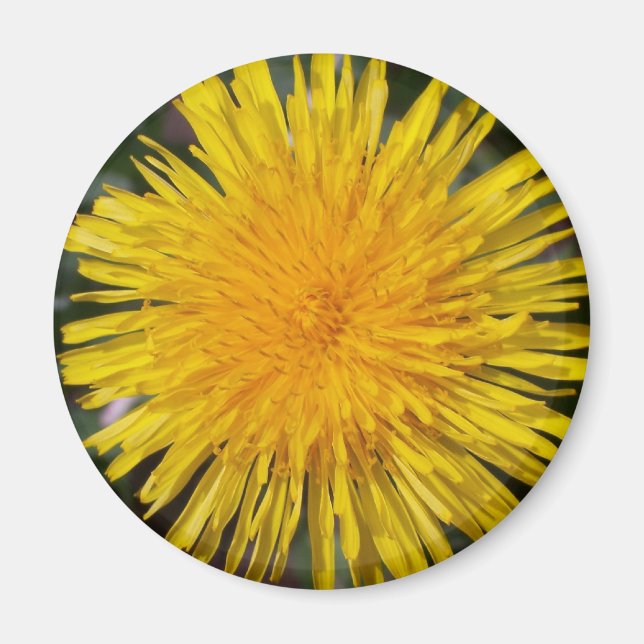 Dandelion Fridge Magnet (Front)