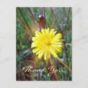 Dandelion Glow Postcard