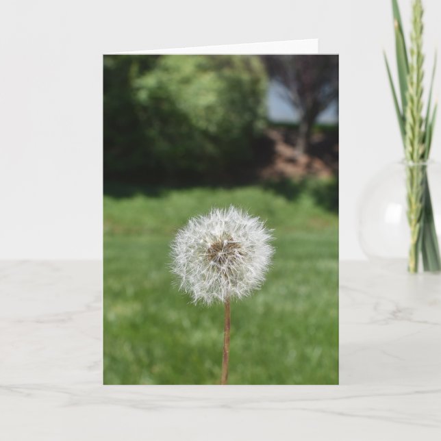 Dandelion Greeting Card (Front)