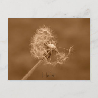 Dandelion Hello Postcard