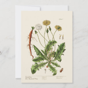Dandelion holiday card