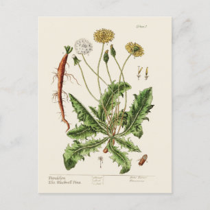 Dandelion holiday postcard