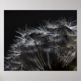 Dandelion in black poster