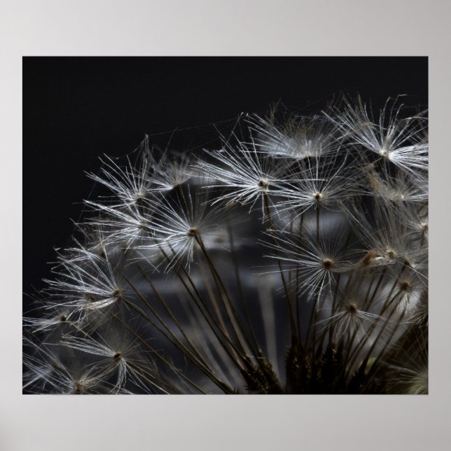 Dandelion in black poster (Front)