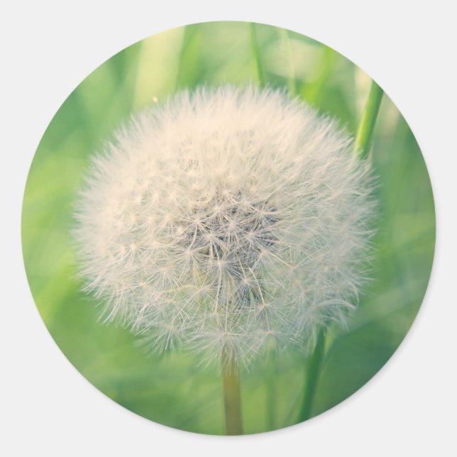 Dandelion in greenery with soft summer light classic round sticker (Front)