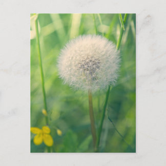 Dandelion in greenery with soft summer light postcard