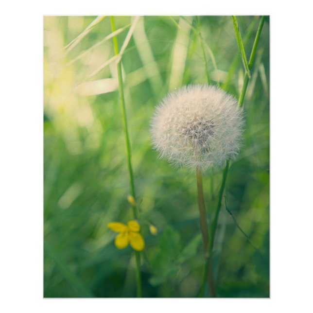 Dandelion in greenery with soft summer light poster (Front)