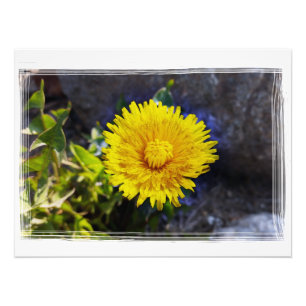 Dandelion in sunlight photo print