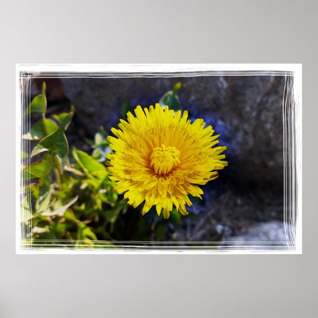 Dandelion in sunlight poster (Front)