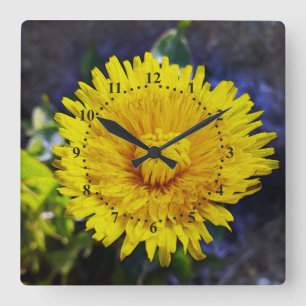 Dandelion in sunlight square wall clock