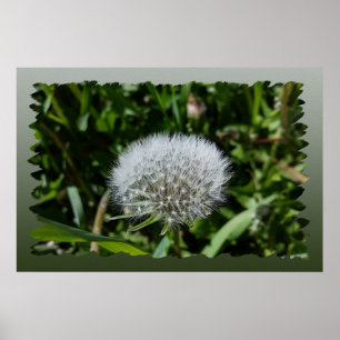 Dandelion in the grass poster