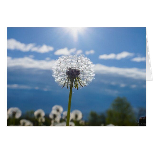Dandelion In The Light (Front Horizontal)