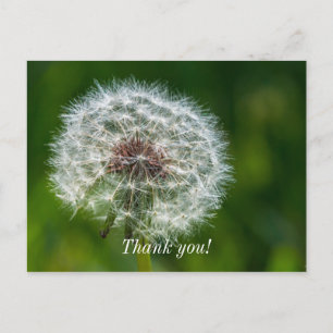 Dandelion In The Light Thank You Postcard