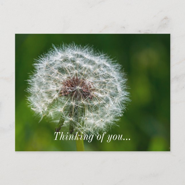 Dandelion In The Light Thinking Of You Postcard (Front)