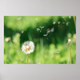 Dandelion in the Wind Poster