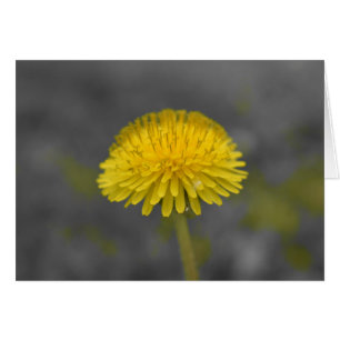 Dandelion / Isolated Colour