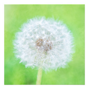 Dandelion - Just Woke Up Beauty Photo Print