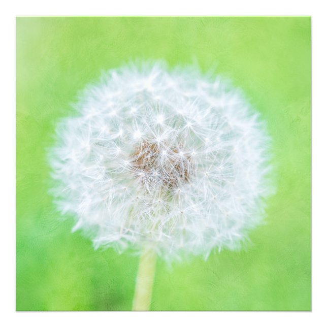 Dandelion - Just Woke Up Beauty Photo Print (Front)