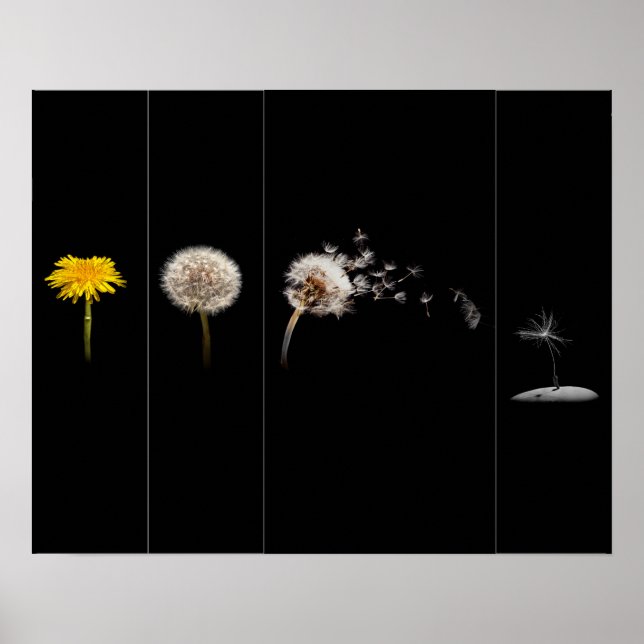 Dandelion Life Cycle Poster/Print Poster (Front)