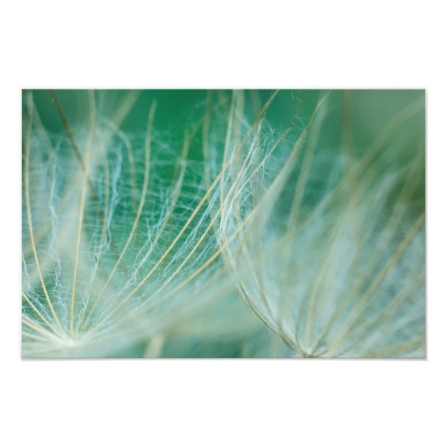 Dandelion macro photo print (Front)